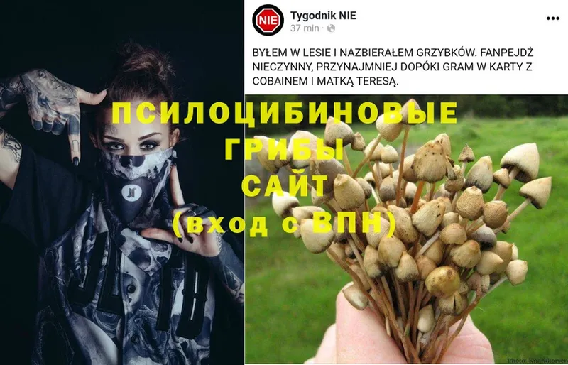 Псилоцибиновые грибы MAGIC MUSHROOMS  Белогорск 